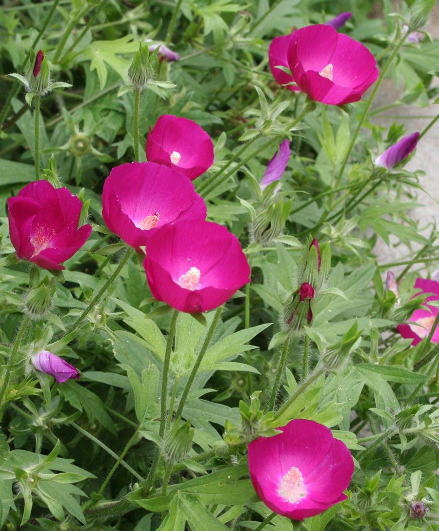 Pollinator wildflowers